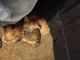 Yorkshire Terrier Puppies for sale in West Sacramento, CA 95691, USA. price: $200