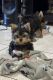 Yorkshire Terrier Puppies for sale in North Hollywood, Los Angeles, CA, USA. price: $2,200