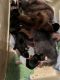 Yorkshire Terrier Puppies for sale in Fulton, NY 13069, USA. price: $400