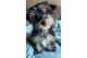 Yorkshire Terrier Puppies for sale in Charlotte, NC, USA. price: $2,500