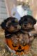 Yorkshire Terrier Puppies for sale in Florida City, FL, USA. price: NA