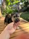Yorkshire Terrier Puppies for sale in Moreno Valley, CA, USA. price: $500