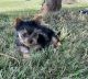 Yorkshire Terrier Puppies for sale in PA-447, East Stroudsburg, PA, USA. price: $2,300