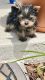 Yorkshire Terrier Puppies for sale in Clermont, FL 34711, USA. price: $2,000