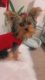 Yorkshire Terrier Puppies for sale in Charleston, SC, USA. price: $2,000