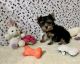 Yorkshire Terrier Puppies for sale in Okmulgee, OK 74447, USA. price: $1,200
