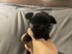 Yorkshire Terrier Puppies for sale in Bradford, PA 16701, USA. price: $850
