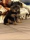 Yorkshire Terrier Puppies for sale in Staten Island, NY, USA. price: NA