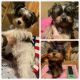 Yorkshire Terrier Puppies for sale in Broken Bow, OK 74728, USA. price: NA