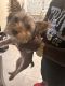 Yorkshire Terrier Puppies for sale in Suffolk, VA 23434, USA. price: $700