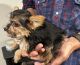 Yorkshire Terrier Puppies for sale in Dequincy, LA 70633, USA. price: NA