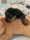 Yorkshire Terrier Puppies for sale in Murfreesboro, TN, USA. price: $1,200