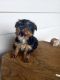 Yorkshire Terrier Puppies for sale in Fredericksburg, VA 22401, USA. price: NA