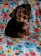 Yorkshire Terrier Puppies for sale in Freeport, IL 61032, USA. price: NA