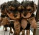 Yorkshire Terrier Puppies for sale in Floral City, FL 34436, USA. price: NA
