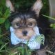 Yorkshire Terrier Puppies for sale in Chase City, VA 23924, USA. price: $1,500