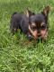 Yorkshire Terrier Puppies for sale in Elma, IA 50628, USA. price: NA