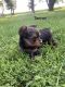 Yorkshire Terrier Puppies for sale in Elma, IA 50628, USA. price: NA