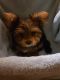 Yorkshire Terrier Puppies for sale in Victorville, CA 92395, USA. price: $2,000