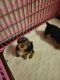Yorkshire Terrier Puppies for sale in Martinsville, IN 46151, USA. price: $1,000