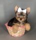 Yorkshire Terrier Puppies for sale in Chula Vista, CA 91913, USA. price: $1,300