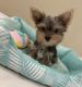 Yorkshire Terrier Puppies for sale in Albuquerque, NM, USA. price: $2,800