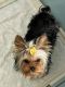 Yorkshire Terrier Puppies for sale in Cordova, TN 38016, USA. price: NA