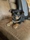 Yorkshire Terrier Puppies for sale in Lufkin, TX, USA. price: NA