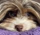 Yorkshire Terrier Puppies for sale in Miami, FL, USA. price: $260,000
