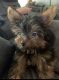 Yorkshire Terrier Puppies for sale in North Port, FL, USA. price: $1,000