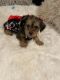 Yorkshire Terrier Puppies for sale in Haines City, FL, USA. price: $1,200
