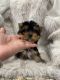 Yorkshire Terrier Puppies for sale in Temecula, CA 92592, USA. price: $5,500