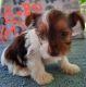 Yorkshire Terrier Puppies for sale in Reno, NV, USA. price: $1,200