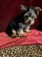 Yorkshire Terrier Puppies for sale in New Orleans, LA, USA. price: $750