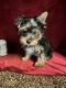 Yorkshire Terrier Puppies for sale in New Orleans, LA, USA. price: $1,200