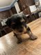 Yorkshire Terrier Puppies for sale in Lexington, KY, USA. price: $1,000