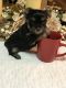 Yorkshire Terrier Puppies for sale in Hendersonville, TN, USA. price: NA
