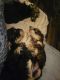 Yorkshire Terrier Puppies for sale in Kittitas, WA, USA. price: $800
