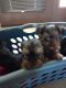 Yorkshire Terrier Puppies for sale in Strong City, KS 66869, USA. price: NA