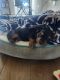 Yorkshire Terrier Puppies for sale in Manor, TX, USA. price: NA