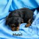 Yorkshire Terrier Puppies for sale in Scottsville, KY 42164, USA. price: NA