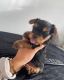 Yorkshire Terrier Puppies for sale in Washington, DC, USA. price: $700