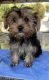 Yorkshire Terrier Puppies for sale in Stockton, CA, USA. price: $1,000