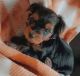 Yorkshire Terrier Puppies for sale in Canada Blvd, Toronto, ON M6K, Canada. price: NA