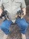 Yorkshire Terrier Puppies for sale in Woodbury, TN 37190, USA. price: NA