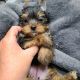 Yorkshire Terrier Puppies for sale in Clermont, FL, USA. price: $300,000