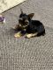 Yorkshire Terrier Puppies for sale in Hudson, WI 54016, USA. price: NA