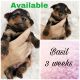 Yorkshire Terrier Puppies for sale in Winter Haven, FL, USA. price: $2,500