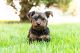 Yorkshire Terrier Puppies for sale in STEVENSON RNH, CA 91381, USA. price: NA