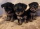 Yorkshire Terrier Puppies for sale in Los Angeles, CA, USA. price: $400